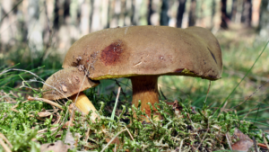Podgrzybek Zajączek - grzyb z rodziny borowikowatych