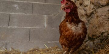 Proces wykrwawiania drobiu a jakość tuszki – jak zoptymalizować odprowadzanie krwi w zakładzie?